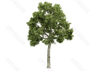 Ash-tree or Fraxiuns