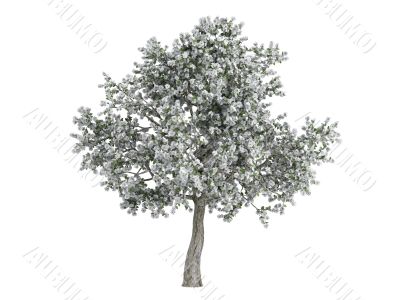 Pear or Pyrus