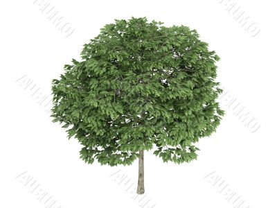 Rowan or Sorbus