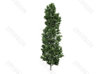 Poplar or Populus