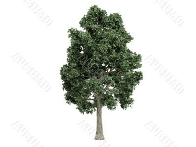 Maple or Acer