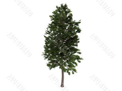 Pine or Pinus sylvestris
