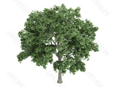 Elm or Ulmus