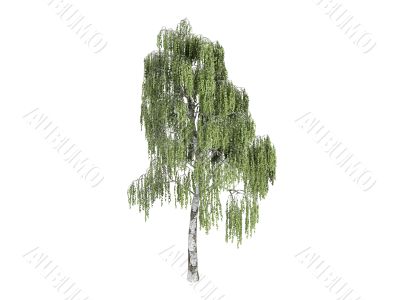 Birch or Betula