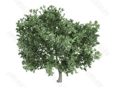 Olive or Olea europaea