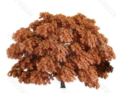 Maple or Acer japonicum