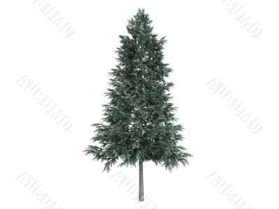 Spruce or Picea abies