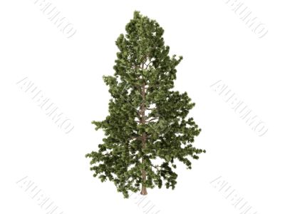 Cork pine or Pinus strobus
