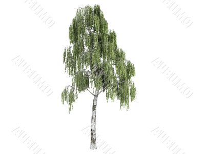 Birch or Betula