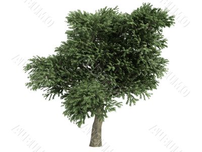 Madrone or Arbutus menziesii