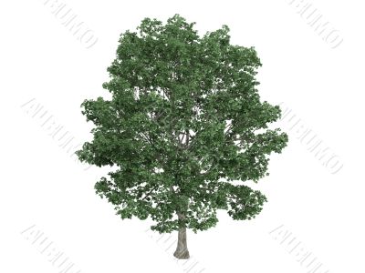 Linden or Tilia