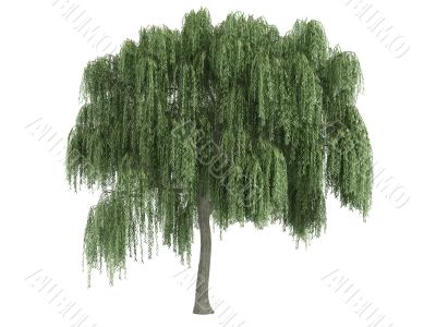 Willow or Salix