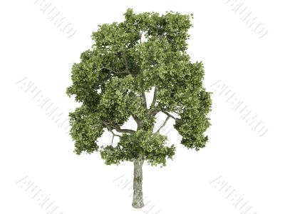 Ash-tree or Fraxiuns