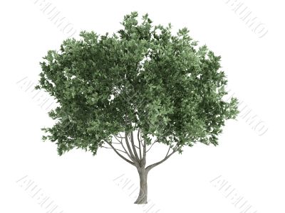 Olive or Olea europaea