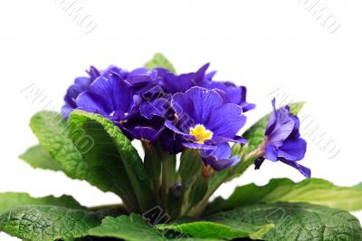 Violet On White