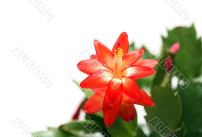 Window Flower