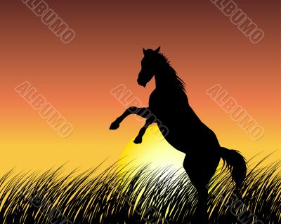 horse on sunset background