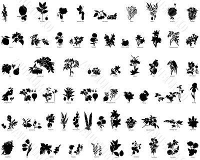 berries and flowers silhouettes