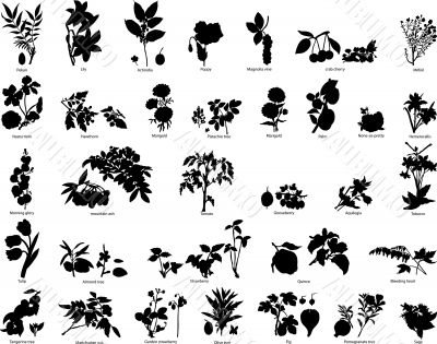 berries and flowers silhouettes