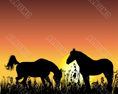 horse on sunset background