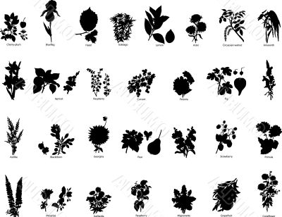 berries and flowers silhouettes