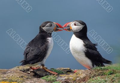 Two puffins