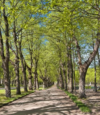 Spring alley