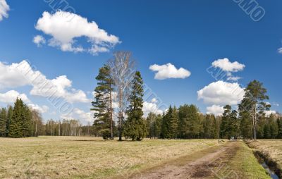 Trees in the park