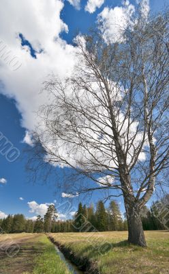 Awakening birch tree