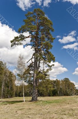 Pine-tree