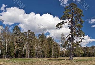 Landscape with a pine-tree