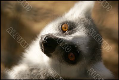 Lemur