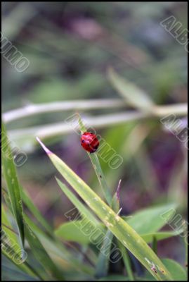 Ladybug