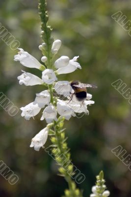 Bumblebee at work