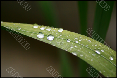 Rainy leaf