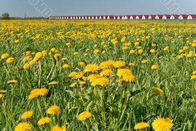 Dandelion spring field