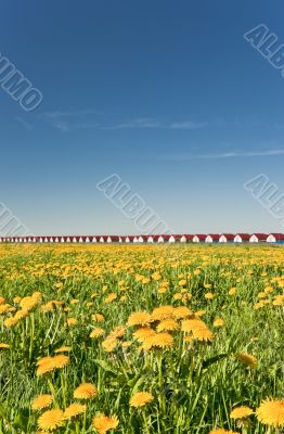 New houses range and dandelion spring field 