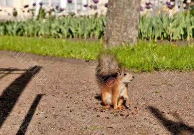 Squirrel