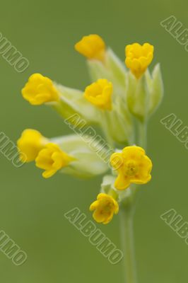Cowslip