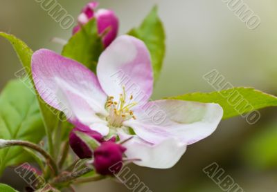 Apple Blossom