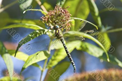 Dragonfly