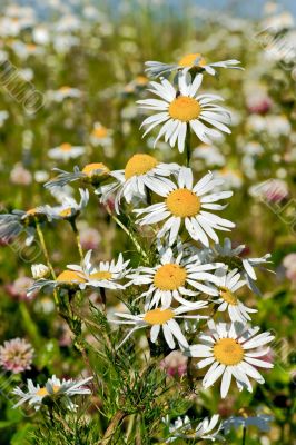 Camomile