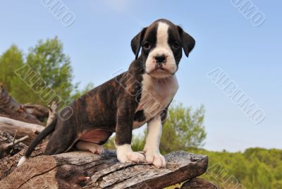 puppy boxer