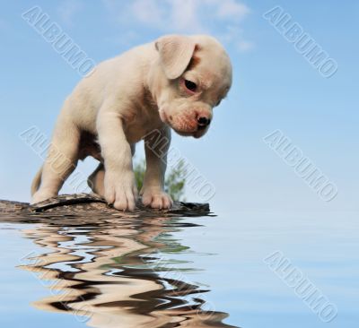 puppy boxer and water