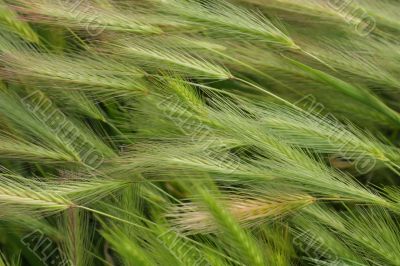 Hare Barley Background