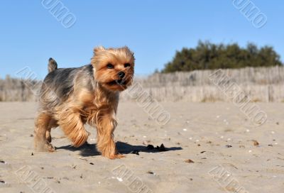 yorkshire terrier on a beach