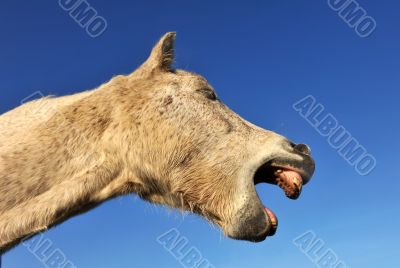 Yawning horse