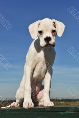 white puppy boxer