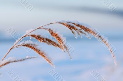 Grass in winter