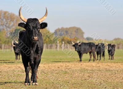 Camargue bull